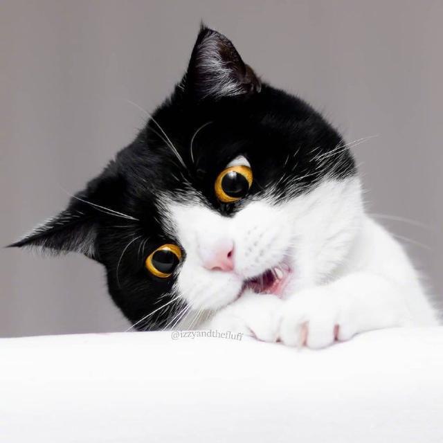 有多久！猫的超强记忆！m6米乐注册猫的记忆